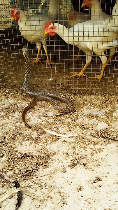 chicken 🐓🐔 and snake unique 🐍🐍 fight