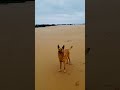 Perrito contento