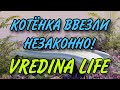 КОТЁНКА ВВЕЗЛИ НЕЗАКОННО? VREDINA LIFE.