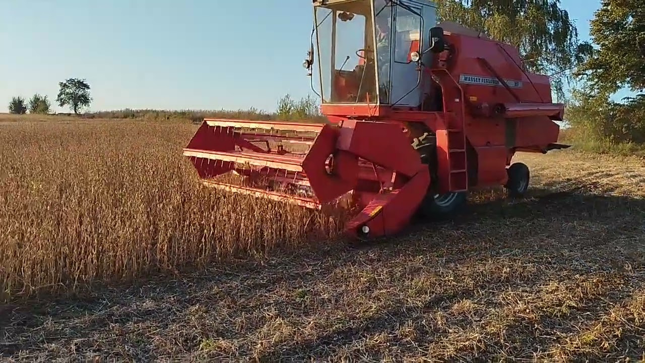 Massey Ferguson 16... Жнива Сої. 