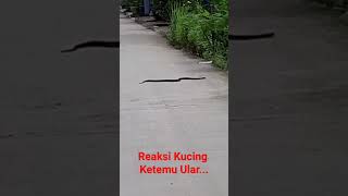 Reaksi Kucing ketemu Ular...