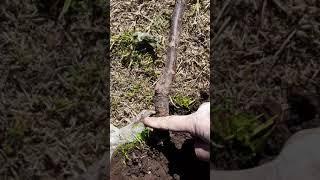 Como plantar un frutal ciruelo facil y bien