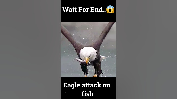 Wait for end | Eagle attack on fish #eagles #attack