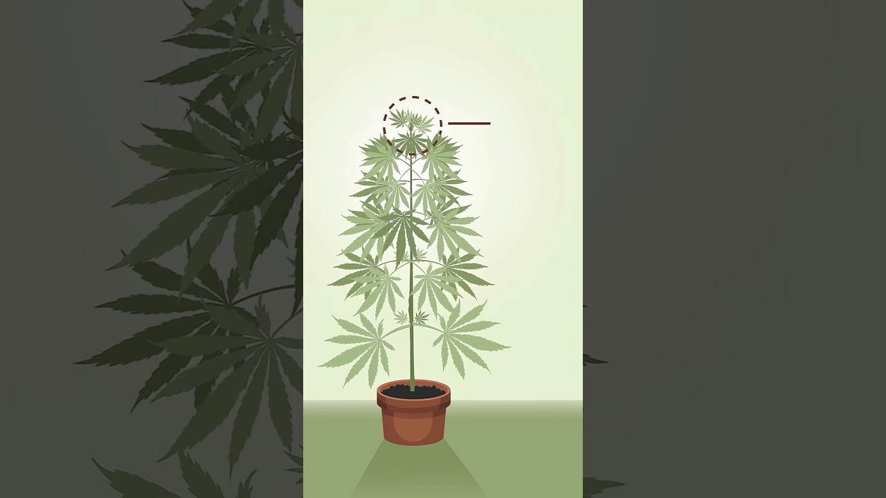 Airy  Buds? How to Prevent them.