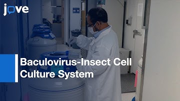 Process Development: Production & Purification-Adeno-Associated Virus Vector l Protocol Preview