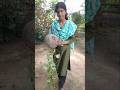 একা একটি জায়গায় বসিয়েছিলাম কিন্তু তাও 😳😳#youtubeshorts #viralvideo #shortfeed #shorts #nature