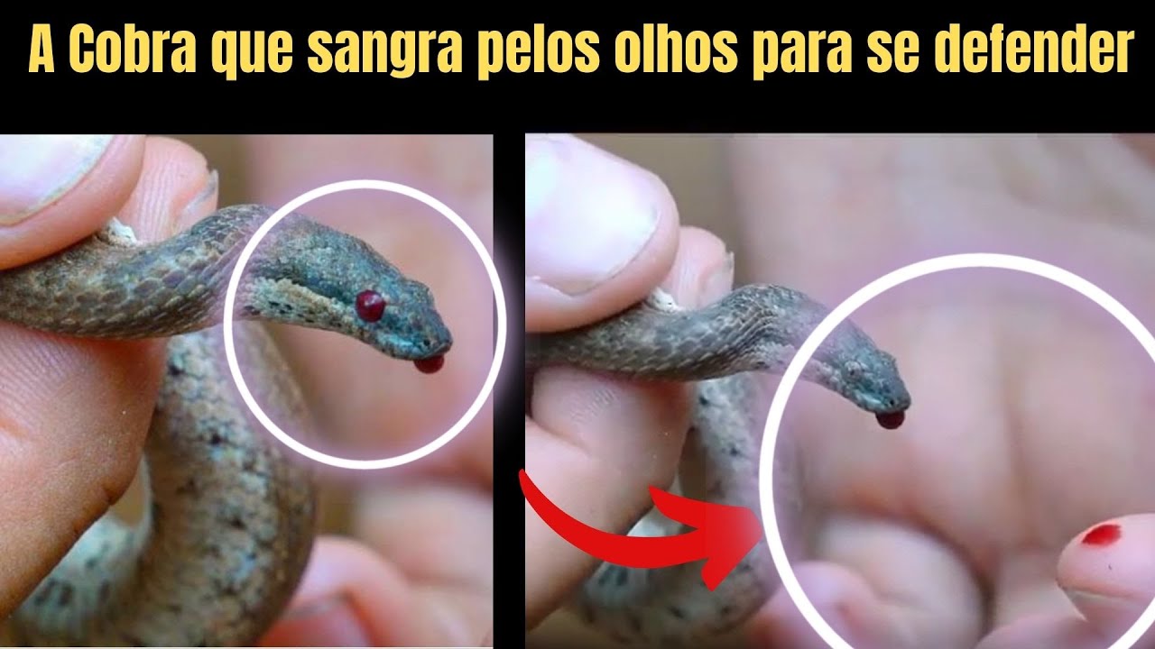 A Cobra que sangra pelos olhos pra se defender