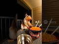 The squirrel eats spicy noodles and screams 😂 #ai #sora2 #sora #squirrel #shorts