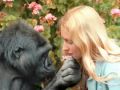 Intro to Koko & the Gorilla Foundation