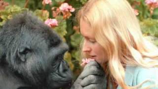 Intro to Koko & the Gorilla Foundation