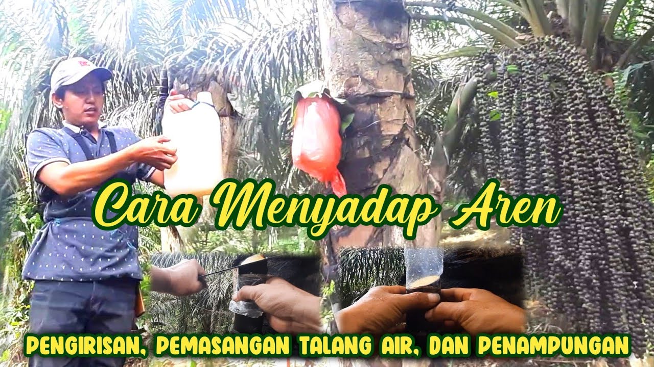 Mengiris manggar aren, memasang talang air nira, dan menampung air nira @Irwan Sampe