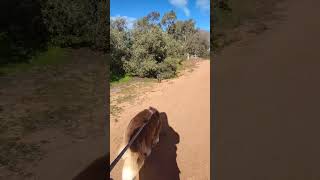 Walking at David Ellemor trail for the first time with Max, the loving dog #doggo #max #doggie