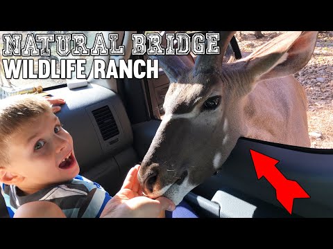 WILD ANIMALS IN OUR CAR IN REAL LIFE!!