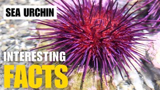 What Are the Most Interesting Facts About  Sea Urchin? | Interesting Facts | The Beast World