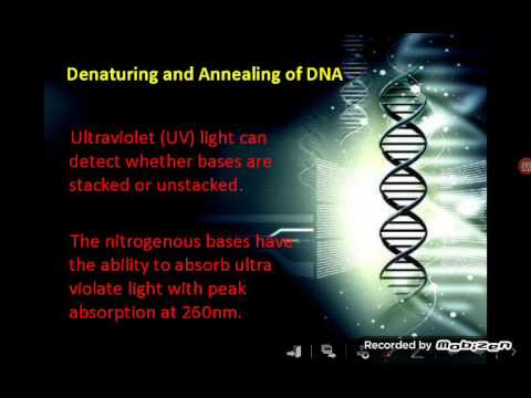 Genetics- properties of chromosomal DNA