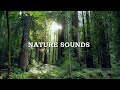 Nature Sounds, Morning Song Of Forest Birds, 24 Hours Sounds Of Nature For Sleep And Relaxation