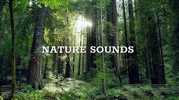 Nature Sounds, Morning Song Of Forest Birds, 24 Hours Sounds Of Nature For Sleep And Relaxation