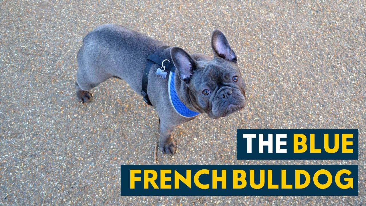 Blue French Bulldog: Everything You Need To Know About The Adorable Frenchie!  - Youtube