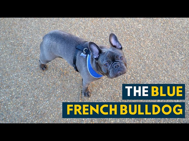 Blue French Bulldog: Everything You Need To Know About The Adorable Frenchie!  - Youtube