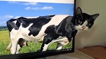 CATS: Unstoppable Chaos and Crazy Smart Antics 😹 🤣