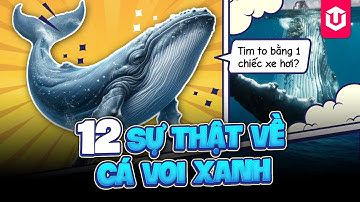 NHỮNG SỰ THẬT NỔ NÃO VỀ CÁ VOI XANH |  "DANH CA" CỦA ĐẠI DƯƠNG