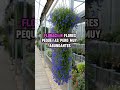 LOBELIA. La planta ideal para dar efecto cascada en tu jardín vertical.