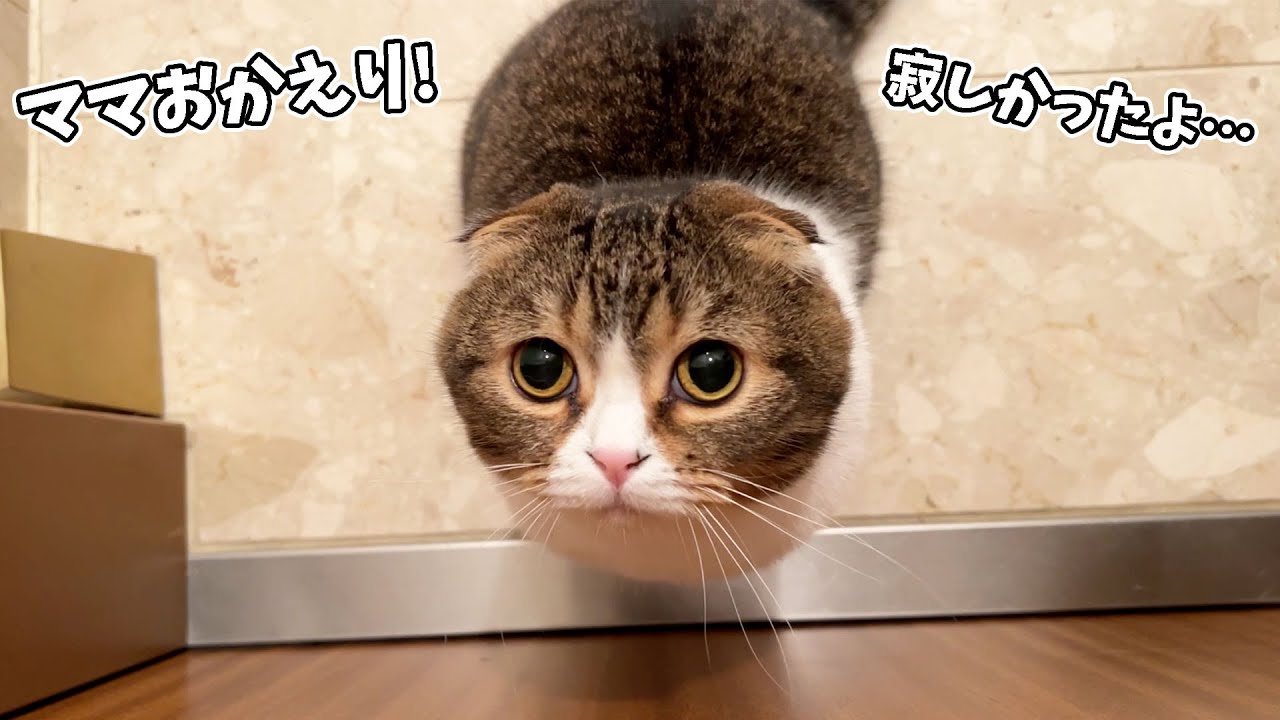 飲み会で帰りが遅いママを待ち続ける猫がこちらです🐈 - YouTube