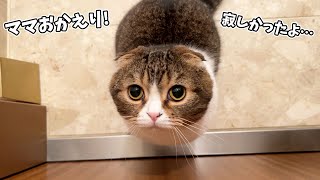 飲み会で帰りが遅いママを待ち続ける猫がこちらです🐈 - YouTube