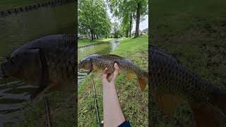 Mooie schubkarper gevangen op de korst.#karpervissen #schubkarper #fishing #carp #carpfishing #schub