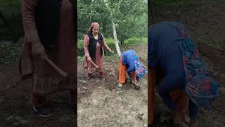 आज की राजमा की गुड़ाई ||#youtube #natur #phadivibes #khetibadi #kheti #phadilifestyle