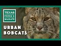 Bobcat City - Studying Urban Cats - Texas Parks and Wildlife [Official]