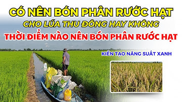 BVN - CÓ NÊN BÓN PHÂN RƯỚC HẠT CHO LÚA THU ĐÔNG HAY KHÔNG | THỜI ĐIỂM NÀO NÊN BÓN PHÂN RƯỚC HẠT