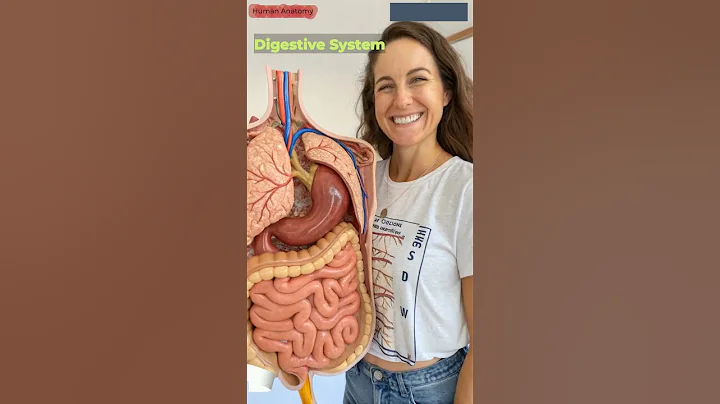 Human Digestive System Funny Animation | Gut Health | Human Anatomy | Gut AI Art | 01