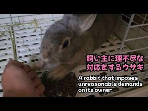 A rabbit that behaves unfairly towards its owner【1239】365 days