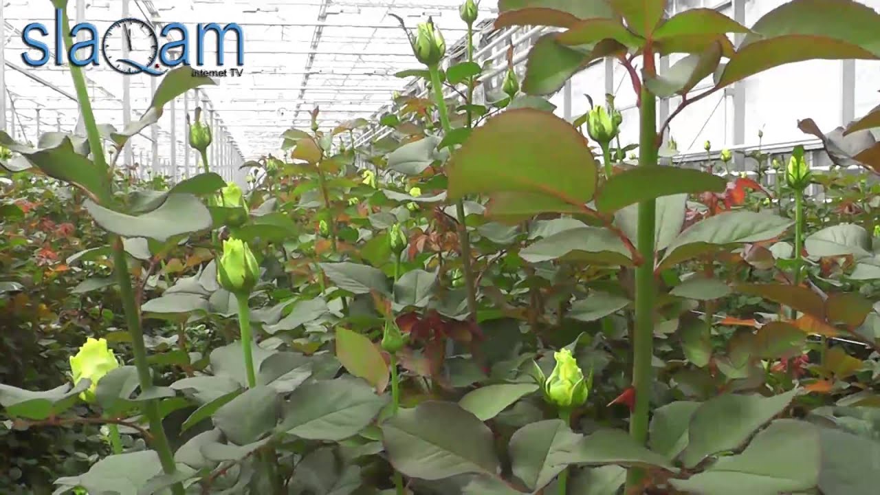 Slaq.am «Հայաստանում աճում են ավելի գեղեցիկ հոլանդական վարդեր, քան Հոլանդիայում»