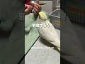 Ado様の歌を熱心に練習する🐥きいちゃん #唱 #オカメインコ歌