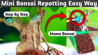 Mini Bonsai Repotting Easy Way