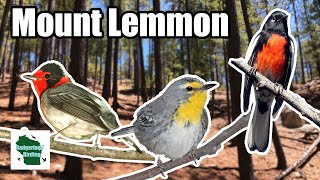 Birding Mount Lemmon (Arizona)