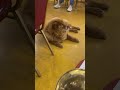 Chow Chow listens music on the rehearsal.