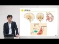 10分でわかる脳の構造と機能vol.7「大脳辺縁系」‐畿央大学ニューロリハビリテーション研究センター‐