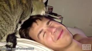 Коты будят своих хозяев Коты будят своих хозяев