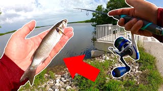 Every Live MULLET Got DESTROYED!!!