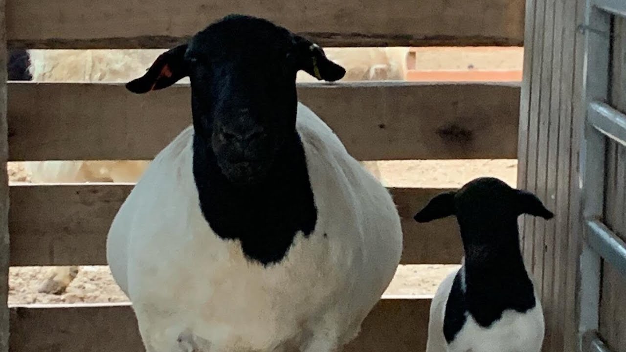 La MEJOR OVEJA del MUNDO! ¿Por qué todos quieren criar DORPER