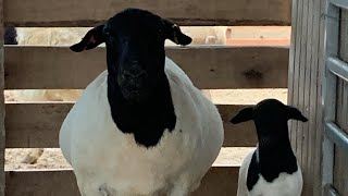 The BEST SHEEP in the WORLD! Why does everyone want to breed Dorpers?