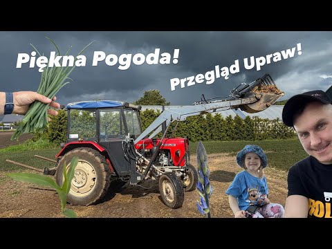 Pięknie Pada!💦Co u Nas? Przegląd upraw…Rzepak porażka🔥