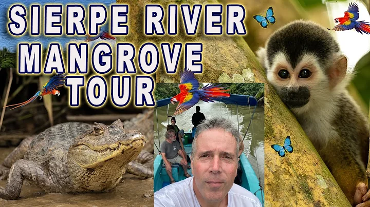 Tour de vida silvestre en el río Sierpe con OSA Mangrove Tour, Costa Rica