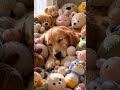 🧸 Too Many Plush Friends 🐶