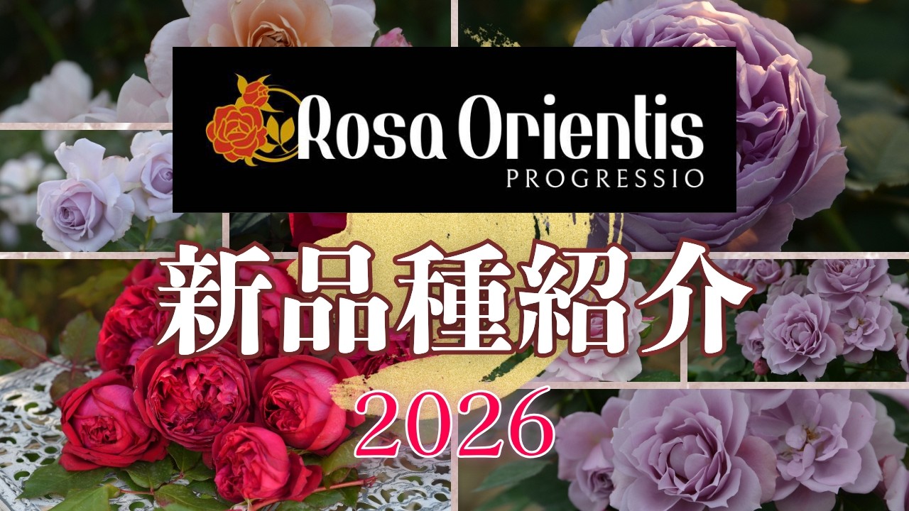 2026年新品種ロサオリエンティスプログレッシオ - YouTube