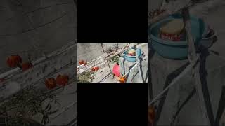 Download Lagu ye Kaun a gaya mere terrece garden mein 😱 MP3