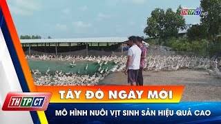 Mô hình nuôi vịt sinh sản hiệu quả cao| Cần Thơ TV